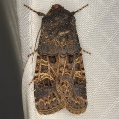 /filer/webapps/moths/media/images/B/bulgeri_Odontestra_A_Heyns_02.JPG
