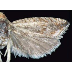 /filer/webapps/moths/media/images/D/dasioma_Bactra_AM_Trematerra.jpg