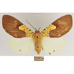 /filer/webapps/moths/media/images/S/speciosa_Asota_AF_TMSA_02.jpg