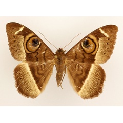 /filer/webapps/moths/media/images/L/latona_Cyligramma_AF_TMSA_02.jpg