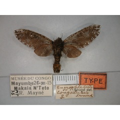 /filer/webapps/moths/media/images/C/congoensis_Eulophonotus_AT_RMCA_02.jpg