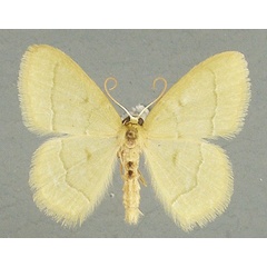 /filer/webapps/moths/media/images/D/dorsicristata_Chlorissa_AM_TMSA.jpg