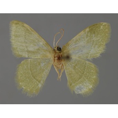 /filer/webapps/moths/media/images/D/dorsicristata_Chlorissa_A_ZSM_01.jpg