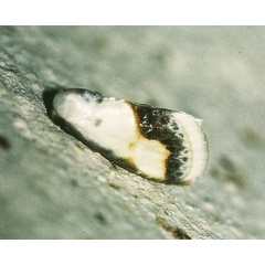 /filer/webapps/moths/media/images/L/luminosa_Negeta_A_Roland_01.jpg