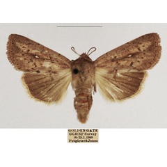 /filer/webapps/moths/media/images/P/phaeochroa_Mythimna_AF_TMSA_02.jpg