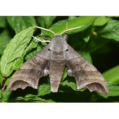 /filer/webapps/moths/media/images/J/jansei_Polyptychus_AM_Schmit.jpg