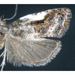 /filer/webapps/moths/media/images/M/microchlamys_Aterpia_AM_Trematerra.jpg