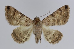 Heteropalpia robusta omana