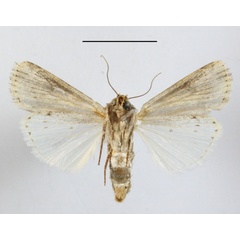 /filer/webapps/moths/media/images/E/epipyria_Amazonides_A_MGCLb_01.JPG