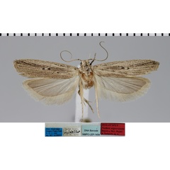 /filer/webapps/moths/media/images/N/nigrovenata_Nothris_MHT_MfN.jpg