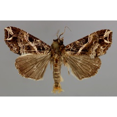 /filer/webapps/moths/media/images/M/maillardi_Callopistria_A_RMCA_01.jpg