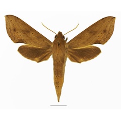 /filer/webapps/moths/media/images/I/irregularis_Hippotion_AF_Basquin_01a.jpg