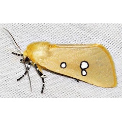 /filer/webapps/moths/media/images/P/phedonia_Rhanidophora_A_Braun_08.jpg