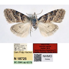 /filer/webapps/moths/media/images/A/aarviki_Nola_HT_NHMO.jpg