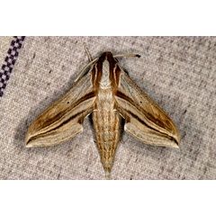 /filer/webapps/moths/media/images/M/monteironis_Theretra_A_Roland_01.jpg