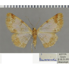 /filer/webapps/moths/media/images/T/townsendi_Zamarada_AF_ZSM.jpg