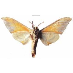/filer/webapps/moths/media/images/E/evestigata_Pseudoclanis_HT_ZMUHb.jpg