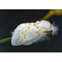 /filer/webapps/moths/media/images/D/decorata_Desmeocraera_A_Roland_01_UtNHFnm.jpg