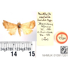 /filer/webapps/moths/media/images/B/baccalix_Mestleta_HT_BMNH.jpg
