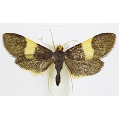 /filer/webapps/moths/media/images/F/flavofascia_Pyrausta_HT_ABSRC.jpg