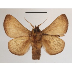 /filer/webapps/moths/media/images/H/hilda_Compactena_AF_MGCLb_02.JPG