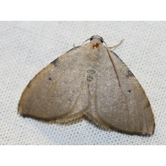 /filer/webapps/moths/media/images/S/spurcata_Platypepla_A_Liebenberg.jpg