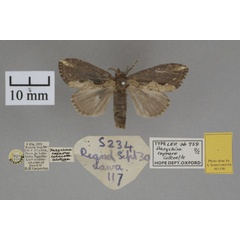 /filer/webapps/moths/media/images/C/capnora_Dasychira_HTM_OUMNHa_02.jpg