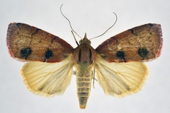 Chlorozada verna