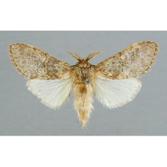 /filer/webapps/moths/media/images/M/mediata_Rhenea_A_RMCA_03.jpg