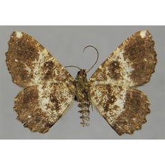 /filer/webapps/moths/media/images/D/dargei_Xylopteryx_HT_ZSMb.jpg