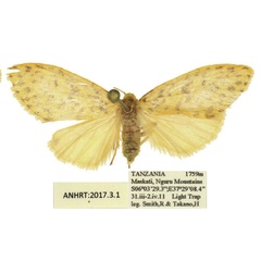 /filer/webapps/moths/media/images/T/tanzaniae_Afrasura_PTF_MWM.jpg