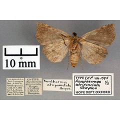/filer/webapps/moths/media/images/A/atripunctata_Parathermes_PTF_OUMNH_02.jpg