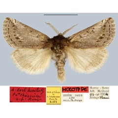 /filer/webapps/moths/media/images/H/humilis_Albarracina_HT_MNHN.jpg