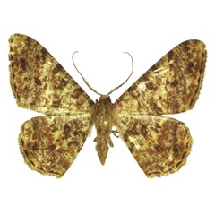 /filer/webapps/moths/media/images/O/ochsei_Afroracotis_HT_ANHRT.jpg