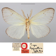 /filer/webapps/moths/media/images/B/bipuncta_Pirga_HT_BMNH.jpg