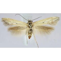 /filer/webapps/moths/media/images/C/chloraema_Haploscythris_AM_ZMHB.jpg