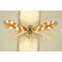 /filer/webapps/moths/media/images/R/rhynchosiae_Phyllonorycter_PT_TMSA6380.jpg