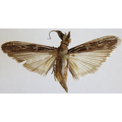 /filer/webapps/moths/media/images/M/monstrosa_Balinskyia_AM_MNHN.jpg