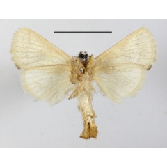 /filer/webapps/moths/media/images/E/erecta_Metarbela_A_MGCLb_01.JPG