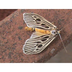 /filer/webapps/moths/media/images/G/gibba_Pliniola_A_Guyonnet_01.jpg