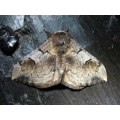 /filer/webapps/moths/media/images/S/smithii_Campimoptilum_A_Bygott.jpg