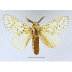 /filer/webapps/moths/media/images/D/decorata_Desmeocraera_AM_Basquin_01.jpg