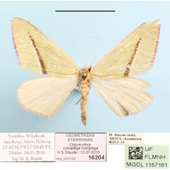 /filer/webapps/moths/media/images/R/rubiplaga_Chlorerythra_A_MGCL.JPG