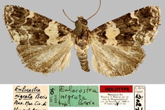 Eulocastra nigrata