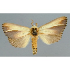 /filer/webapps/moths/media/images/A/anodonta_Antheua_A_RMCA_01.jpg