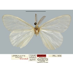 /filer/webapps/moths/media/images/B/betschi_Leptepilepta_HT_MNHN.jpg