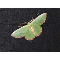 /filer/webapps/moths/media/images/S/saliata_Allochrostes_A_Roland_01.jpg