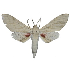 /filer/webapps/moths/media/images/U/ukambaniensis_Neoclanis_PTM_ZSM_01a.jpg