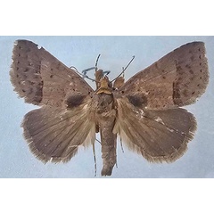 /filer/webapps/moths/media/images/T/trichophora_Plecoptera_AM_Butler.jpg
