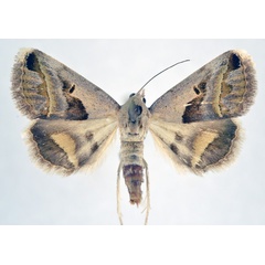 /filer/webapps/moths/media/images/C/circumdata_Acantholipes_A_NHMO_03.jpg